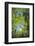 Look in fresh green leaves with sun, Roussillon, Provence, Vaucluse, France-Raimund Linke-Framed Photographic Print