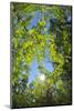 Look in fresh green leaves with sun, Roussillon, Provence, Vaucluse, France-Raimund Linke-Mounted Photographic Print