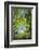 Look in fresh green leaves with sun, Roussillon, Provence, Vaucluse, France-Raimund Linke-Framed Photographic Print