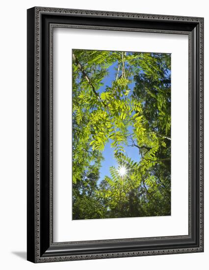 Look in fresh green leaves with sun, Roussillon, Provence, Vaucluse, France-Raimund Linke-Framed Photographic Print