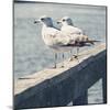 Look Out Dock II-Gail Peck-Mounted Photo