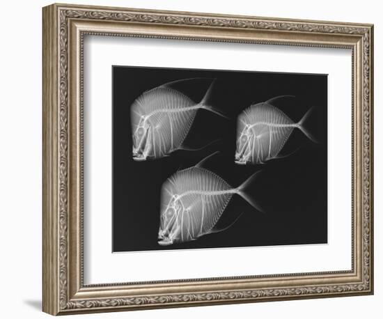 Lookdown-Sandra J. Raredon-Framed Art Print