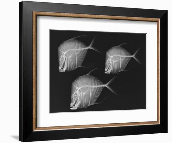 Lookdown-Sandra J. Raredon-Framed Art Print