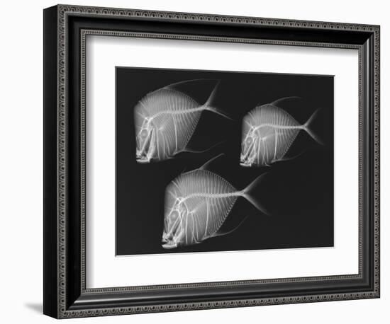 Lookdown-Sandra J. Raredon-Framed Art Print