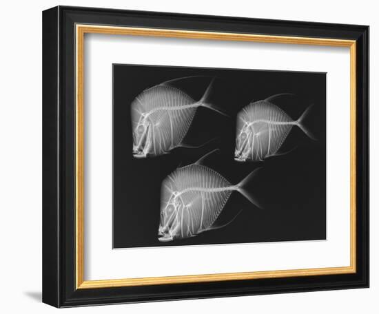 Lookdown-Sandra J. Raredon-Framed Art Print