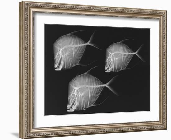 Lookdown-Sandra J. Raredon-Framed Art Print