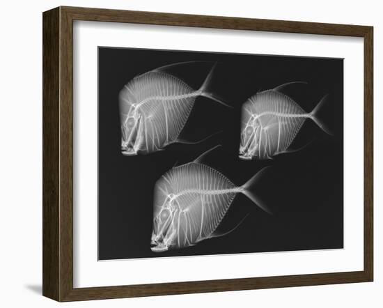 Lookdown-Sandra J. Raredon-Framed Art Print