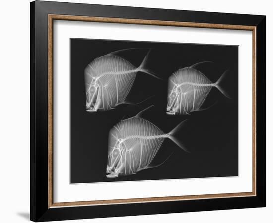 Lookdown-Sandra J. Raredon-Framed Art Print