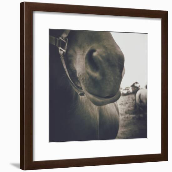 Looking a Gift Horse in the Mouth-Theo Westenberger-Framed Photographic Print