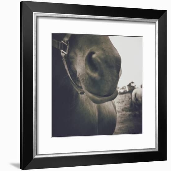 Looking a Gift Horse in the Mouth-Theo Westenberger-Framed Photographic Print