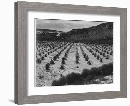 Looking Across Corn, Cliff In Bkgd "Corn Field Indian Farm Near Tuba City Arizona In Rain 1941"-Ansel Adams-Framed Art Print