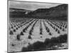 Looking Across Corn, Cliff In Bkgd "Corn Field Indian Farm Near Tuba City Arizona In Rain 1941"-Ansel Adams-Mounted Art Print