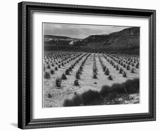 Looking Across Corn, Cliff In Bkgd "Corn Field Indian Farm Near Tuba City Arizona In Rain 1941"-Ansel Adams-Framed Art Print