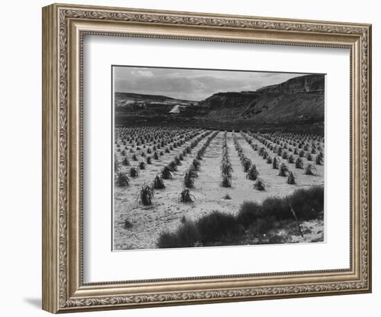 Looking Across Corn, Cliff In Bkgd "Corn Field Indian Farm Near Tuba City Arizona In Rain 1941"-Ansel Adams-Framed Art Print