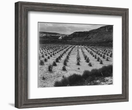 Looking Across Corn, Cliff In Bkgd "Corn Field Indian Farm Near Tuba City Arizona In Rain 1941"-Ansel Adams-Framed Art Print