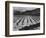 Looking Across Corn, Cliff In Bkgd "Corn Field Indian Farm Near Tuba City Arizona In Rain 1941"-Ansel Adams-Framed Art Print