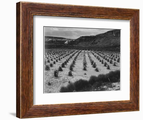 Looking Across Corn, Cliff In Bkgd "Corn Field Indian Farm Near Tuba City Arizona In Rain 1941"-Ansel Adams-Framed Art Print