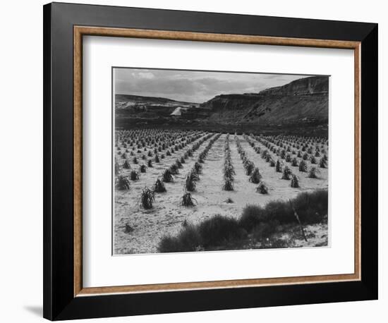 Looking Across Corn, Cliff In Bkgd "Corn Field Indian Farm Near Tuba City Arizona In Rain 1941"-Ansel Adams-Framed Art Print