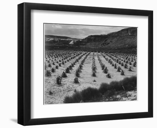 Looking Across Corn, Cliff In Bkgd "Corn Field Indian Farm Near Tuba City Arizona In Rain 1941"-Ansel Adams-Framed Art Print