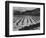 Looking Across Corn, Cliff In Bkgd "Corn Field Indian Farm Near Tuba City Arizona In Rain 1941"-Ansel Adams-Framed Art Print