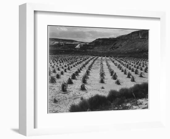 Looking Across Corn, Cliff In Bkgd "Corn Field Indian Farm Near Tuba City Arizona In Rain 1941"-Ansel Adams-Framed Art Print