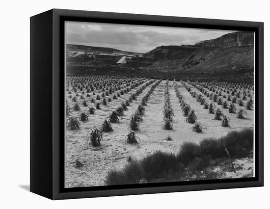 Looking Across Corn, Cliff In Bkgd "Corn Field Indian Farm Near Tuba City Arizona In Rain 1941"-Ansel Adams-Framed Stretched Canvas