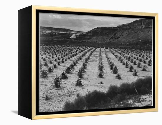 Looking Across Corn, Cliff In Bkgd "Corn Field Indian Farm Near Tuba City Arizona In Rain 1941"-Ansel Adams-Framed Stretched Canvas