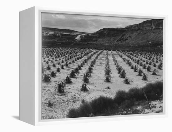 Looking Across Corn, Cliff In Bkgd "Corn Field Indian Farm Near Tuba City Arizona In Rain 1941"-Ansel Adams-Framed Stretched Canvas