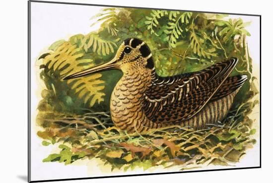 Looking at Nature: The Woodcock-R. B. Davis-Mounted Giclee Print