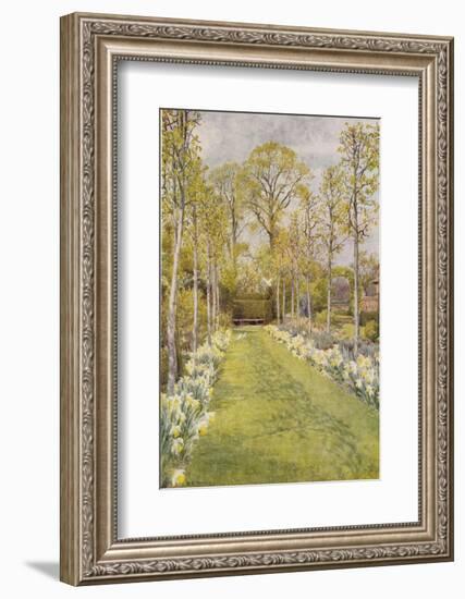 Looking Down a Grass Path with a Bed of Daffodils and Trees on Either Side-Beatrice Parsons-Framed Photographic Print