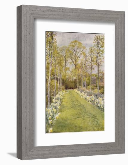 Looking Down a Grass Path with a Bed of Daffodils and Trees on Either Side-Beatrice Parsons-Framed Photographic Print