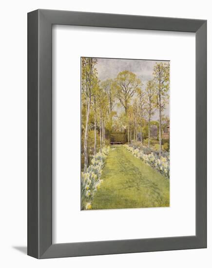 Looking Down a Grass Path with a Bed of Daffodils and Trees on Either Side-Beatrice Parsons-Framed Photographic Print