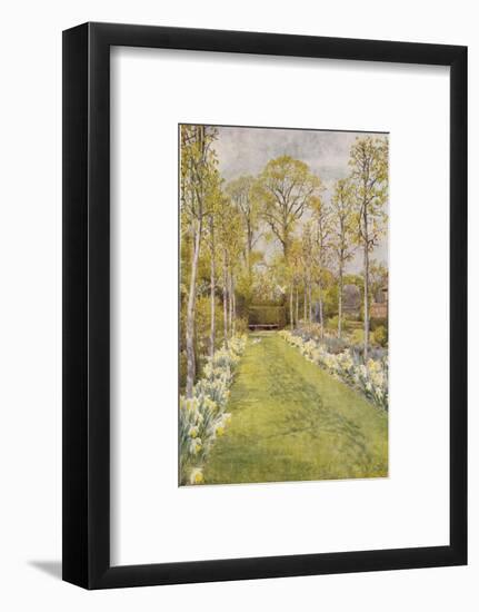 Looking Down a Grass Path with a Bed of Daffodils and Trees on Either Side-Beatrice Parsons-Framed Photographic Print