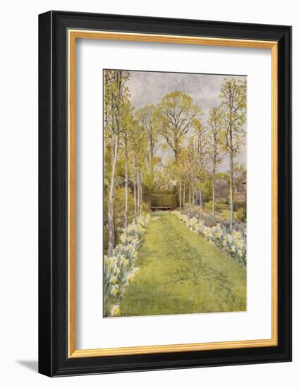 Looking Down a Grass Path with a Bed of Daffodils and Trees on Either Side-Beatrice Parsons-Framed Photographic Print