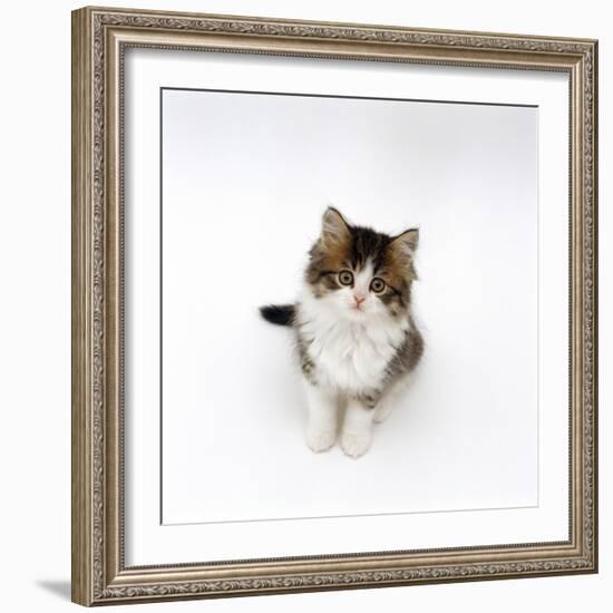 Looking Down on Domestic Cat, 7-Week Tabby and White Persian-Cross Kitten Looking Up-Jane Burton-Framed Photographic Print