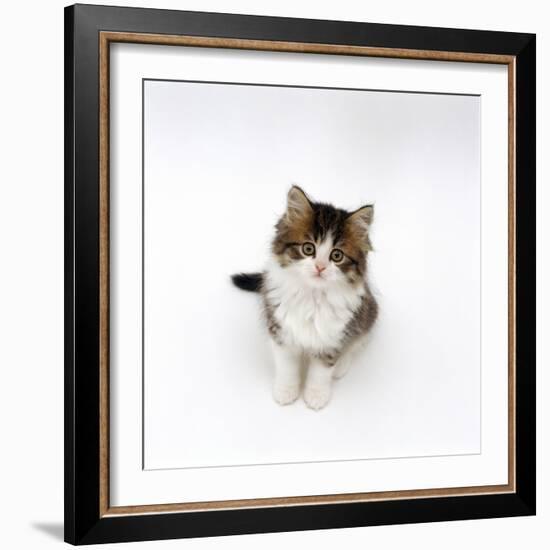 Looking Down on Domestic Cat, 7-Week Tabby and White Persian-Cross Kitten Looking Up-Jane Burton-Framed Photographic Print