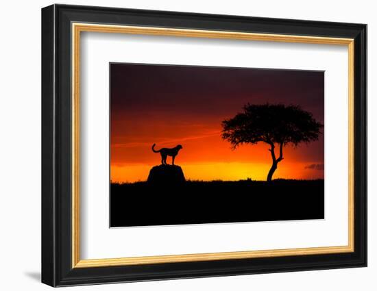 Looking for Something-Faisal ALnomas-Framed Photographic Print
