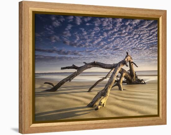 Looking Like a Sea Serpent, a Piece of Driftwood on the Beach at Dawn in Jekyll Island, Georgia-Frances Gallogly-Framed Premier Image Canvas