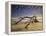 Looking Like a Sea Serpent, a Piece of Driftwood on the Beach at Dawn in Jekyll Island, Georgia-Frances Gallogly-Framed Premier Image Canvas