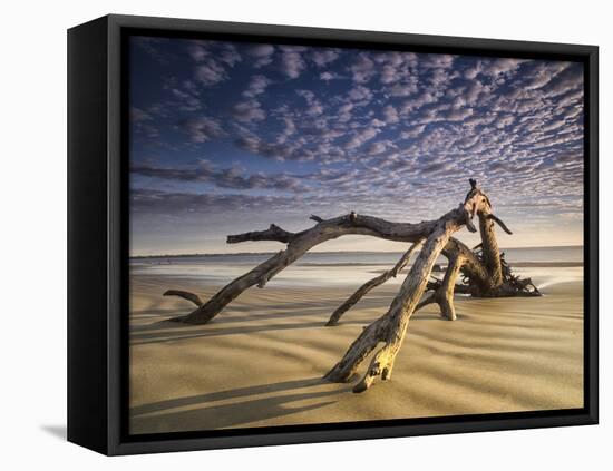 Looking Like a Sea Serpent, a Piece of Driftwood on the Beach at Dawn in Jekyll Island, Georgia-Frances Gallogly-Framed Premier Image Canvas