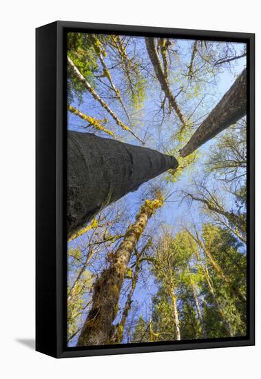 Looking Skyward Toward Treetops of Red Alder and Bigleaf Maple at Eagle Creek, Columbia River Gorge-Gary Luhm-Framed Premier Image Canvas