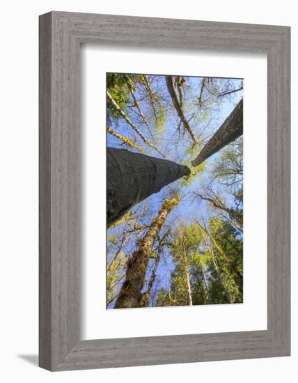 Looking Skyward Toward Treetops of Red Alder and Bigleaf Maple at Eagle Creek, Columbia River Gorge-Gary Luhm-Framed Photographic Print