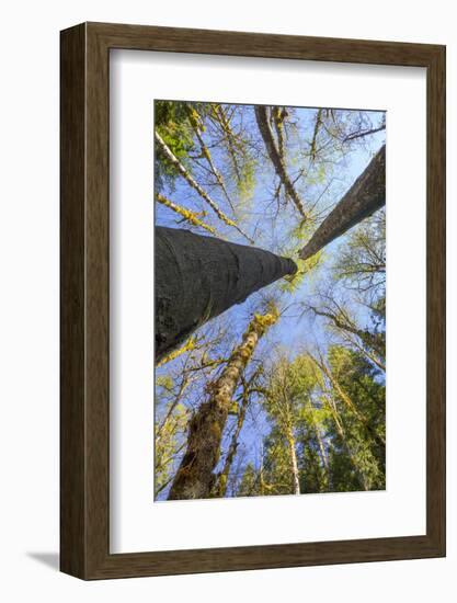 Looking Skyward Toward Treetops of Red Alder and Bigleaf Maple at Eagle Creek, Columbia River Gorge-Gary Luhm-Framed Photographic Print