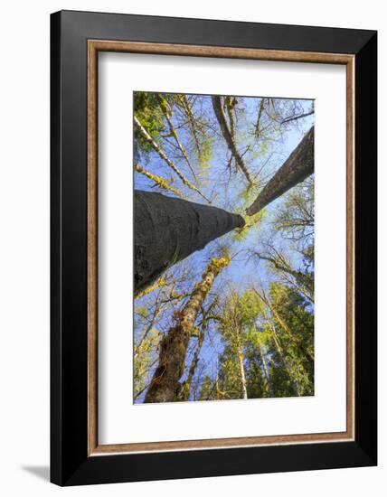 Looking Skyward Toward Treetops of Red Alder and Bigleaf Maple at Eagle Creek, Columbia River Gorge-Gary Luhm-Framed Photographic Print