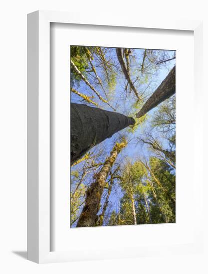 Looking Skyward Toward Treetops of Red Alder and Bigleaf Maple at Eagle Creek, Columbia River Gorge-Gary Luhm-Framed Photographic Print