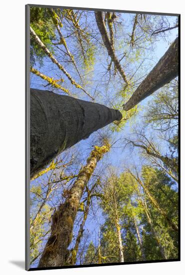 Looking Skyward Toward Treetops of Red Alder and Bigleaf Maple at Eagle Creek, Columbia River Gorge-Gary Luhm-Mounted Photographic Print