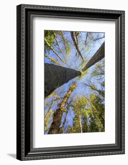 Looking Skyward Toward Treetops of Red Alder and Bigleaf Maple at Eagle Creek, Columbia River Gorge-Gary Luhm-Framed Photographic Print