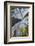 Looking Skyward Toward Treetops of Red Alder and Bigleaf Maple at Eagle Creek, Columbia River Gorge-Gary Luhm-Framed Photographic Print