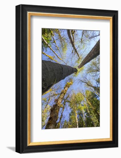 Looking Skyward Toward Treetops of Red Alder and Bigleaf Maple at Eagle Creek, Columbia River Gorge-Gary Luhm-Framed Photographic Print