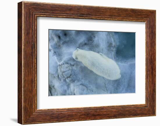 Looking straight down on a young polar bear (Ursus maritimus)-Michael Nolan-Framed Photographic Print